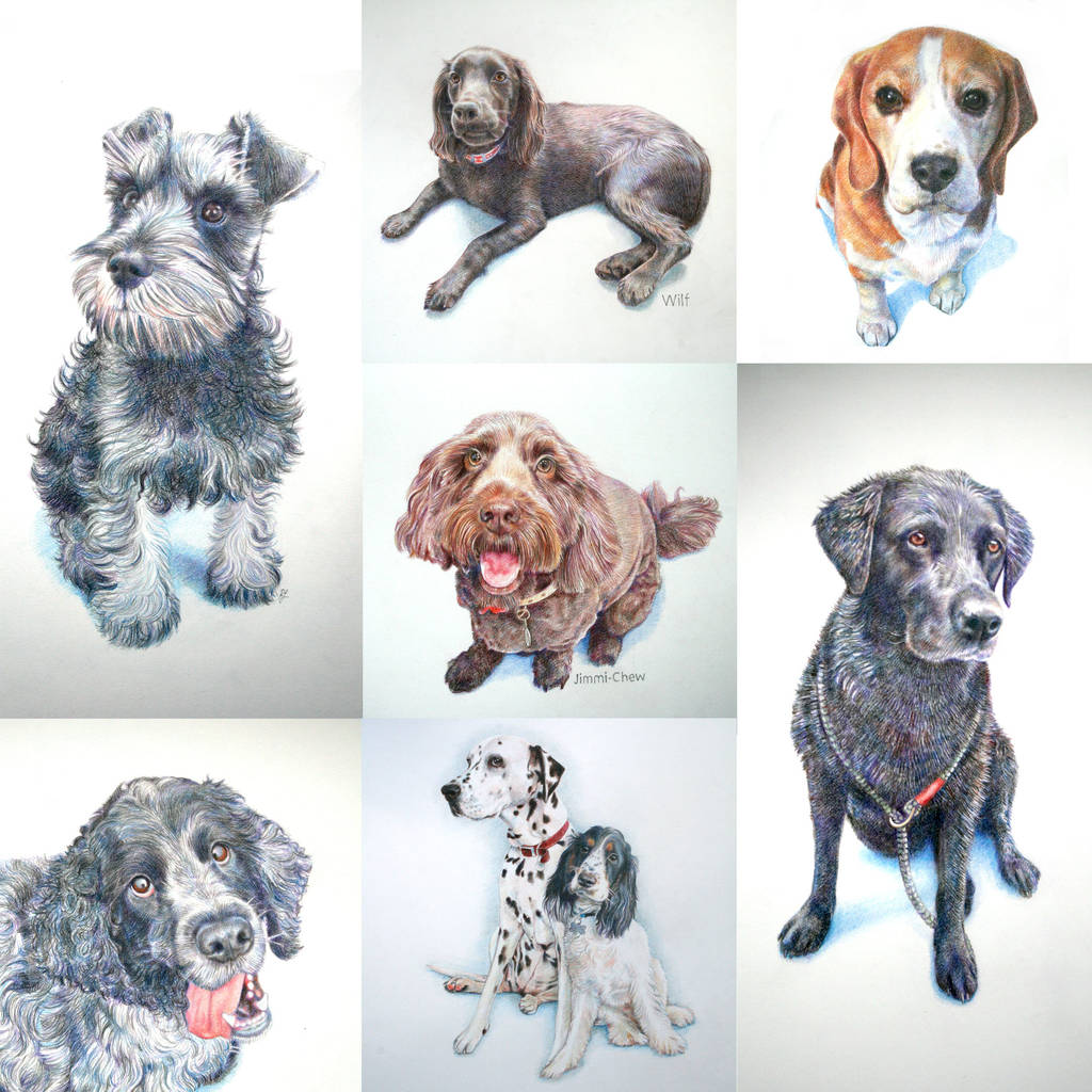 personalised pet portrait drawing by ros (jelbert) ingram