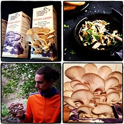 Espresso Mushroom Company