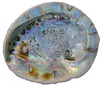homepage &gt; NAZARETH GIFTS &gt; ABALONE SOAP DISH SHELL