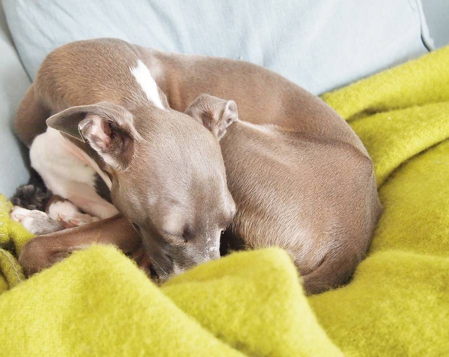 pure new wool dog blanket by charley chau