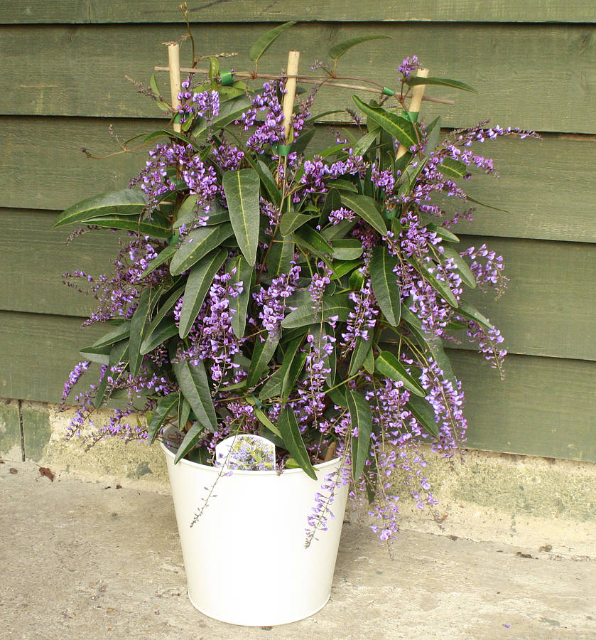 australian lilac gift plant by plants4presents