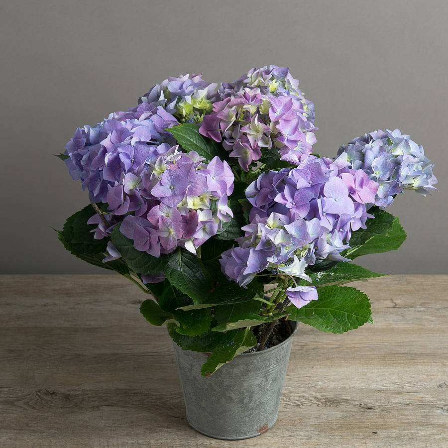 We39;re sorry, Large Hydrangea Living Plant Gift is no longer available