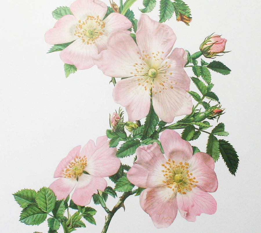 vintage botanical print 'wild roses' by bonnie and bell