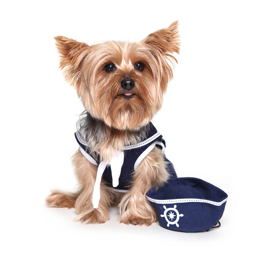 dog with sailor hat