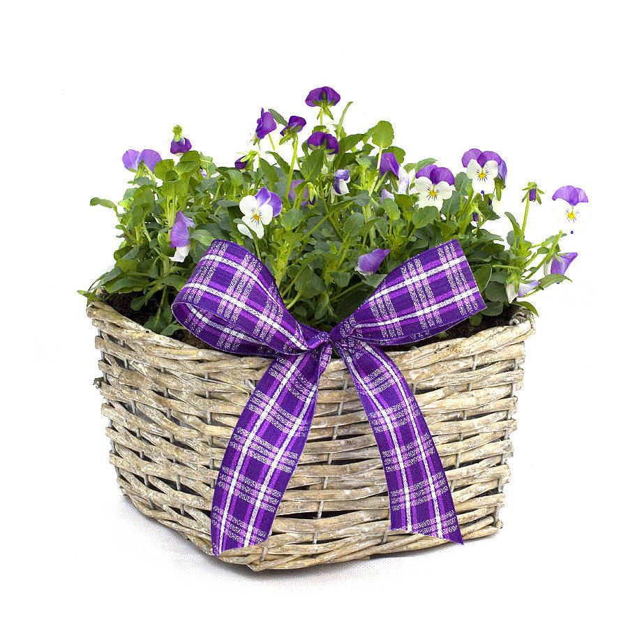 plant gifts wonderful viola basket by giftaplant
