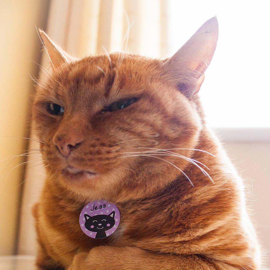 Cat Id Tag Personalised By Hoobynoo Notonthehighstreet
