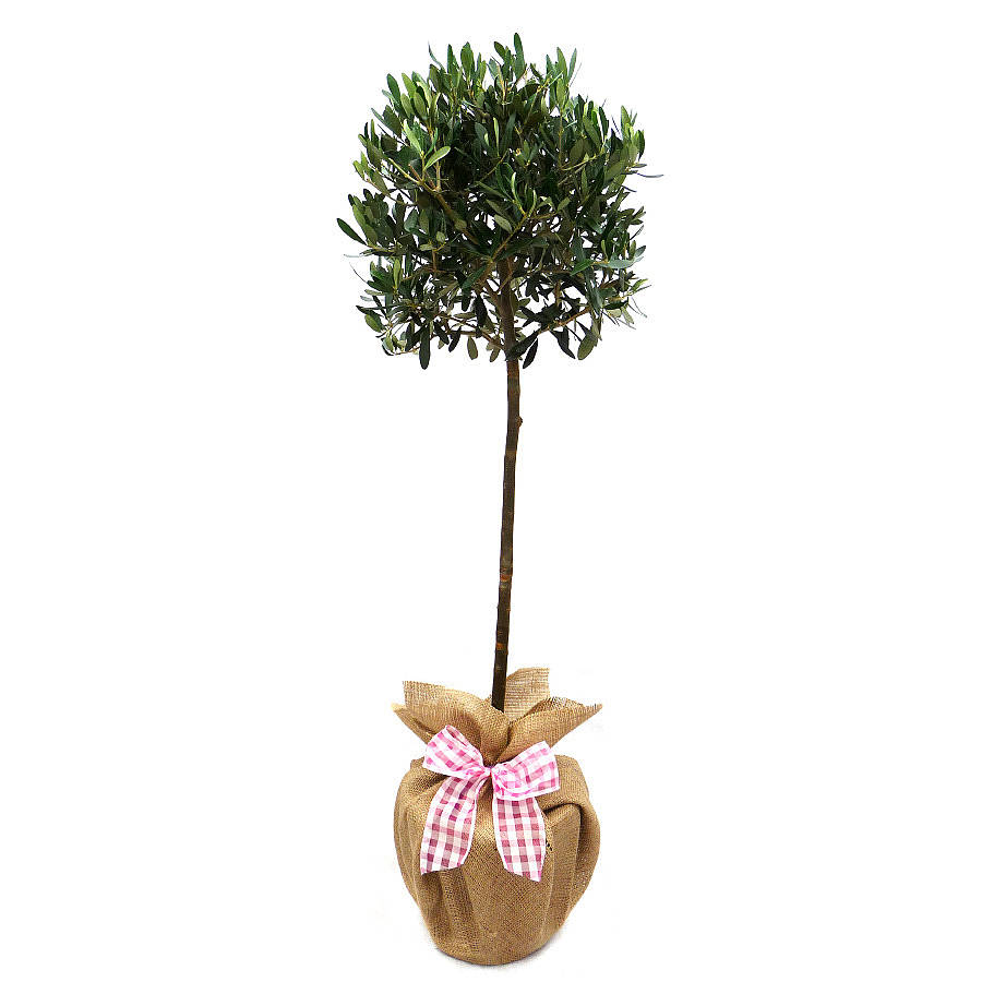 Plants gifts for garden large olive tree by giftaplant ...