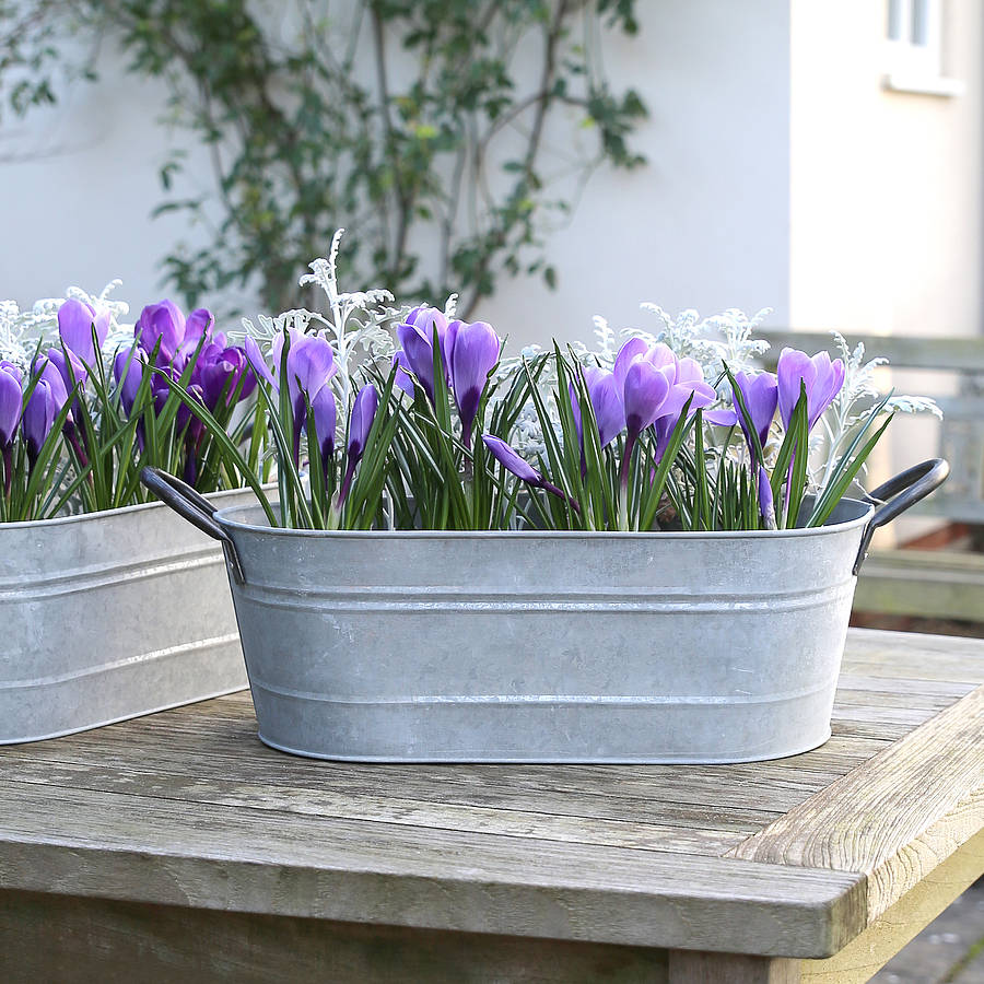 metal garden planter by red lilly