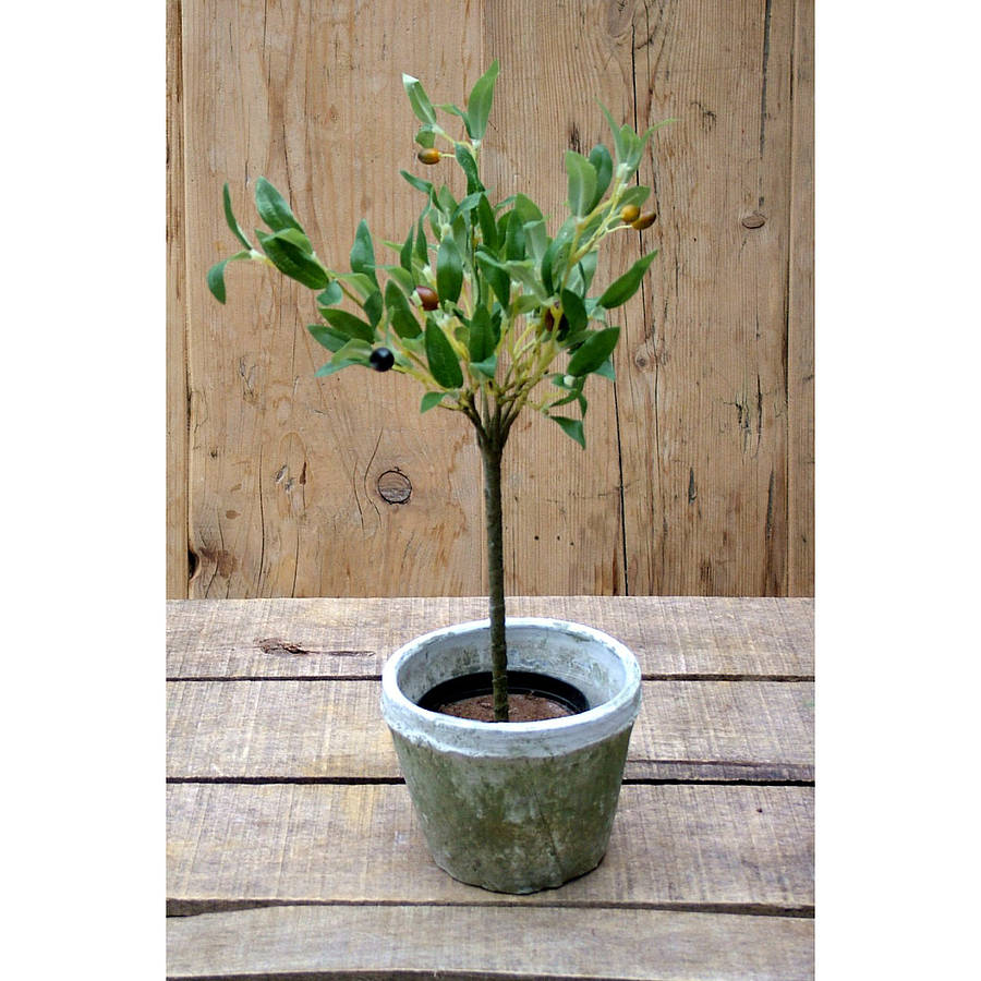 Artificial mini olive tree in pot by funky bunch ...