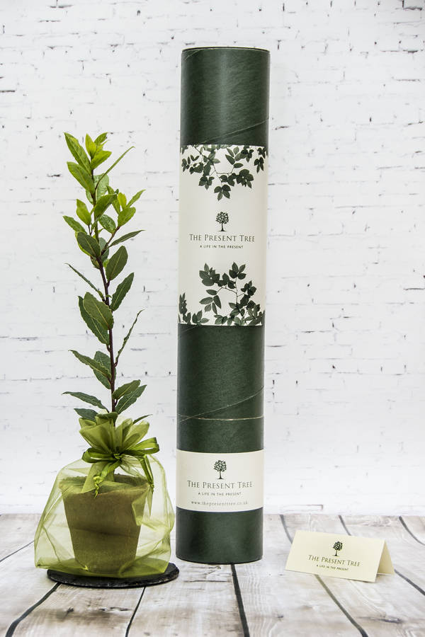 evergreen bay tree gift by the present tree