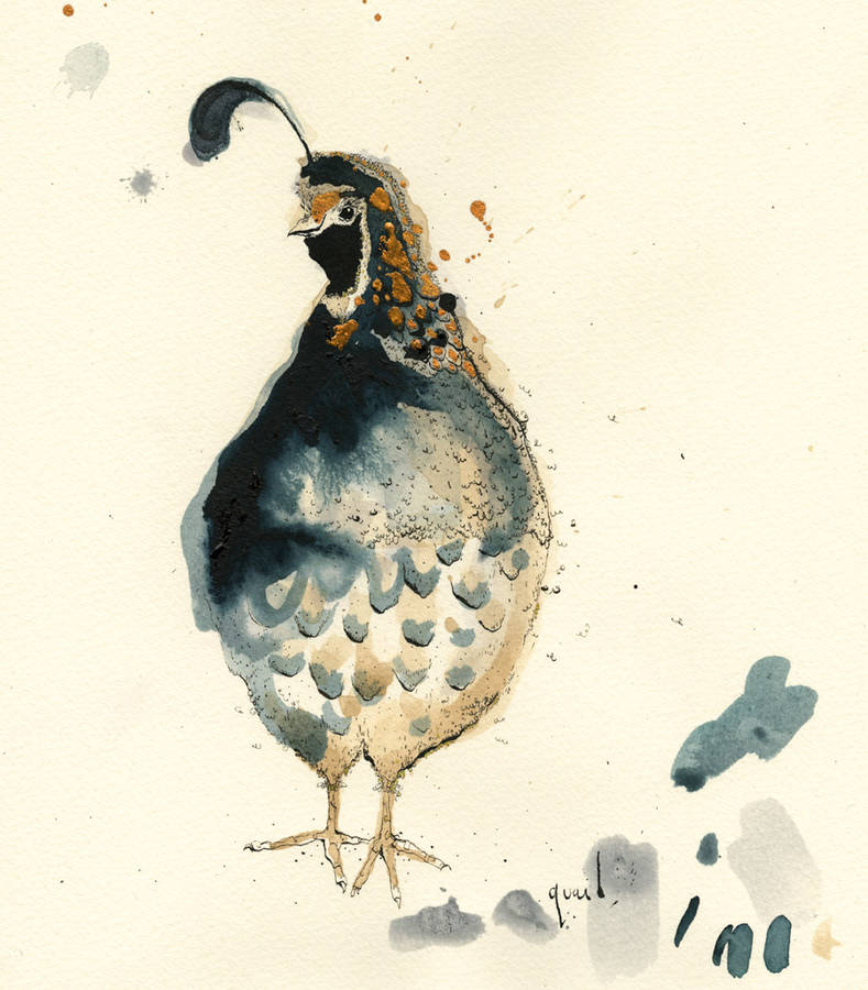 quail print by anna wright