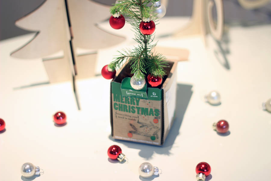 grow your own christmas tree by beecycle