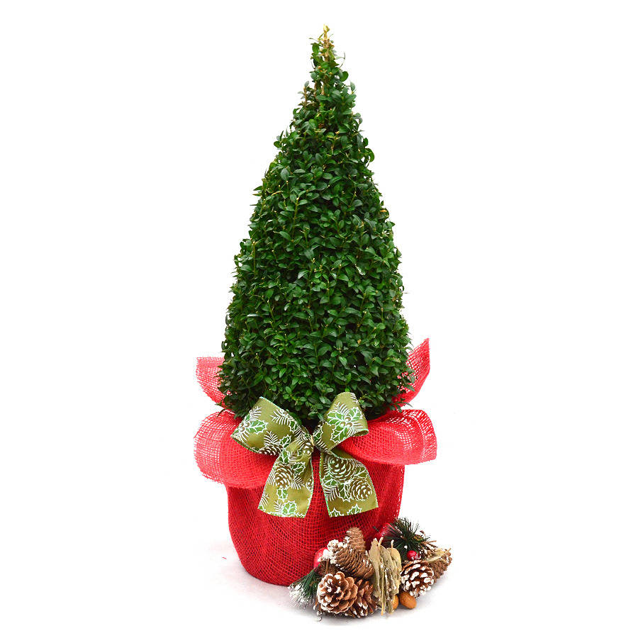 plant gift topiary buxus pyramid by giftaplant plant gift topiary buxus pyramid by giftaplant