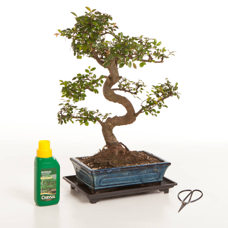 15 year old bonsai tree basic gift set by all things