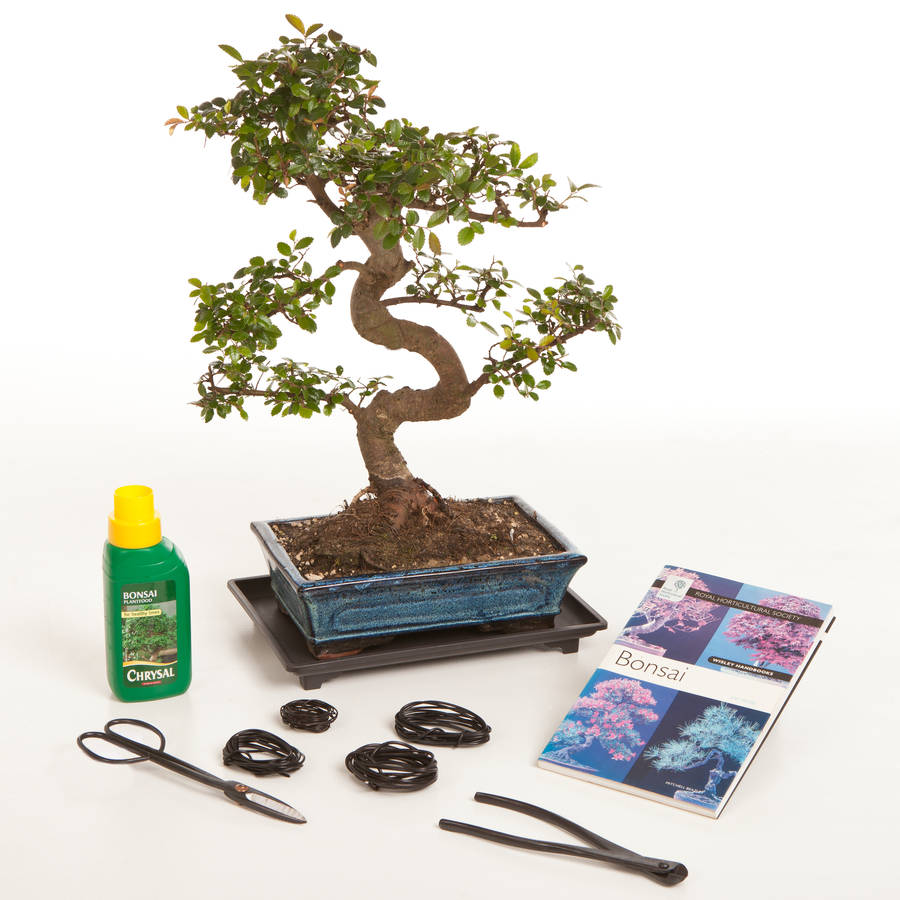 15 year old bonsai tree premium gift set by all things