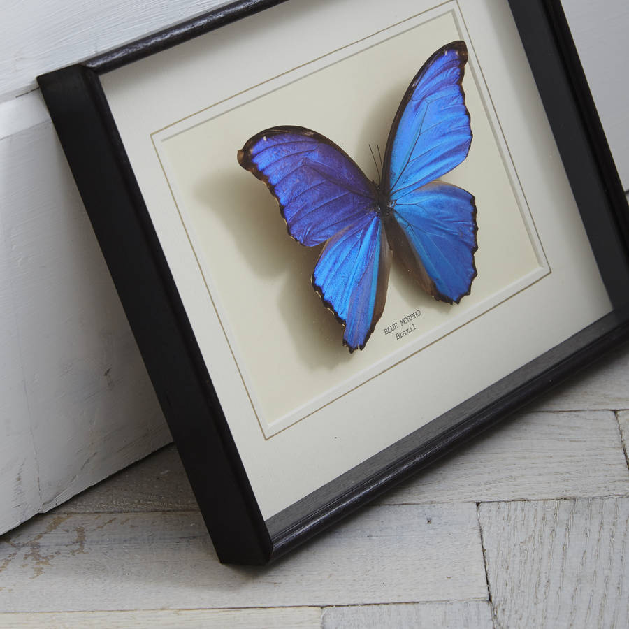 real blue morpho butterfly in box frame by rachel jackson gift