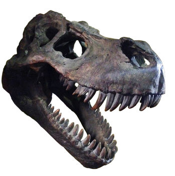 full size t rex skull