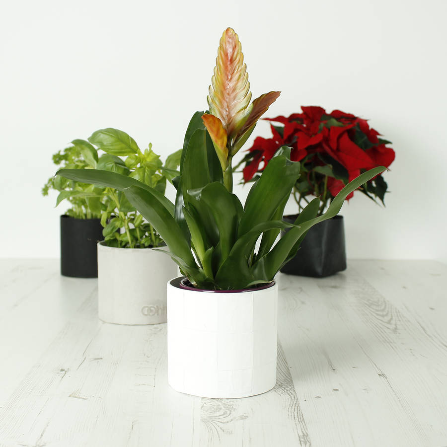 eco friendly indoor plant pots by green tulip ethical living
