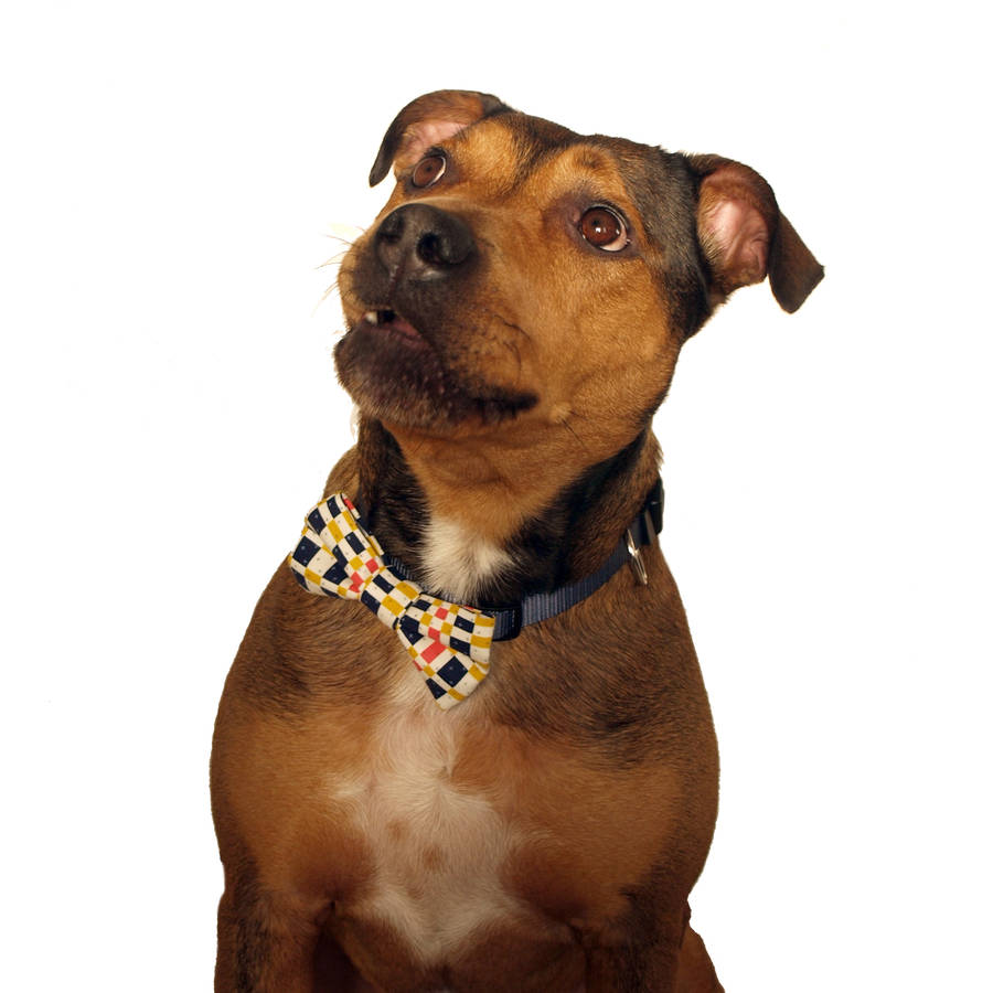 tartan dog bow tie by east end best friend
