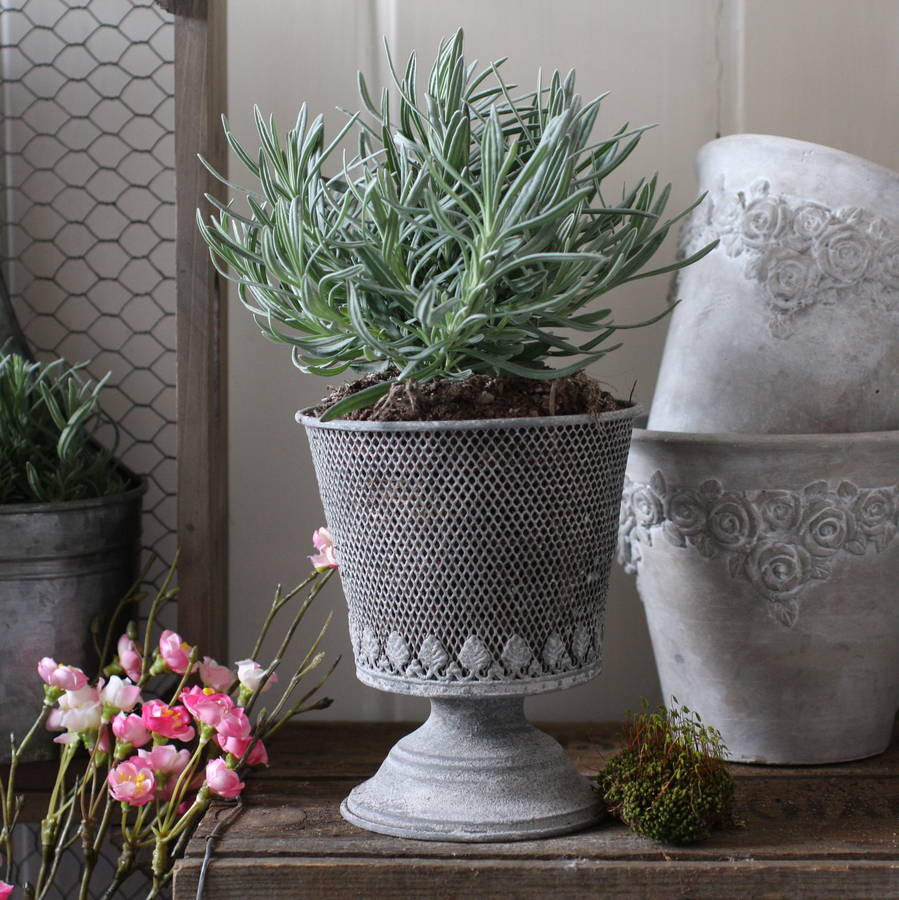 wire mesh footed planter by magpie living