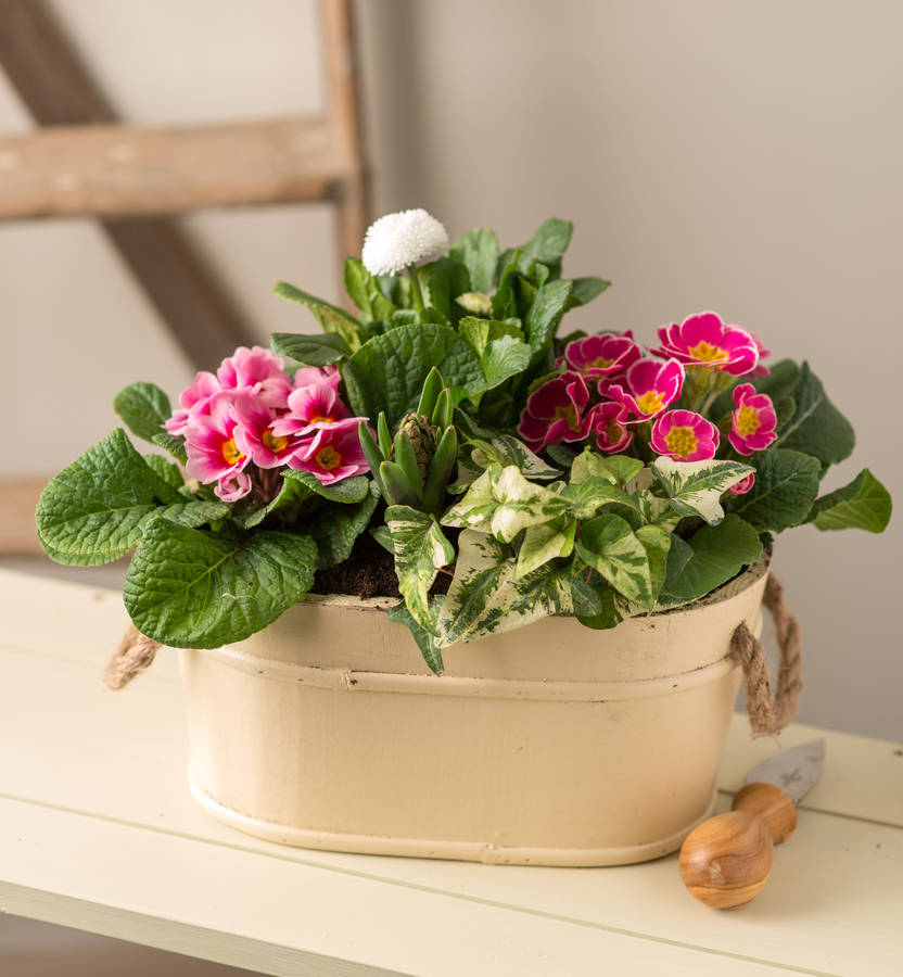 'pretty in pink' planter by plants4presents