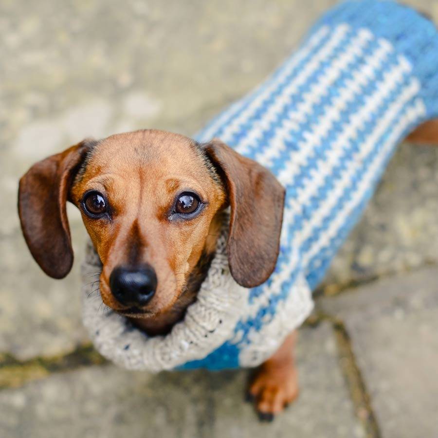 dog jumper knitting kit dachshund size by redhound for dogs