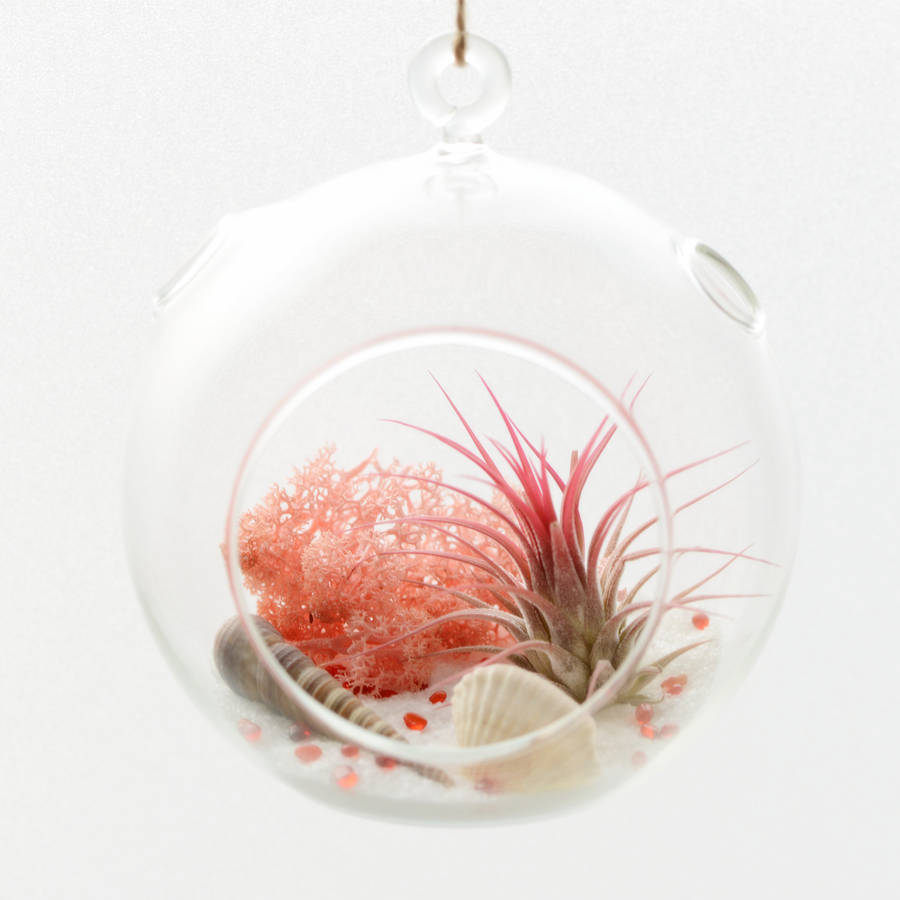 beach themed air plant hanging glass vase terrarium by dingading terrariums