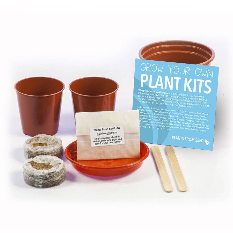 grow your own giant sunflower plant kit by plants from seed