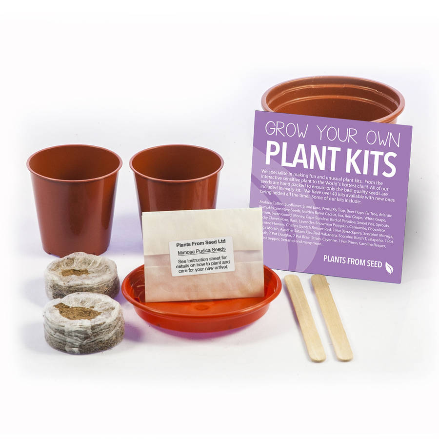 grow your own sensitive plant kit by plants from seed