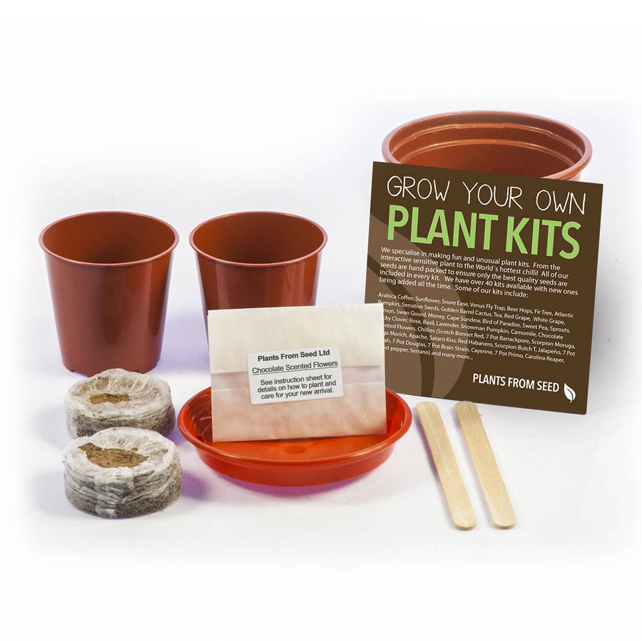 grow your own chocolate scented flowers kit by plants from seed