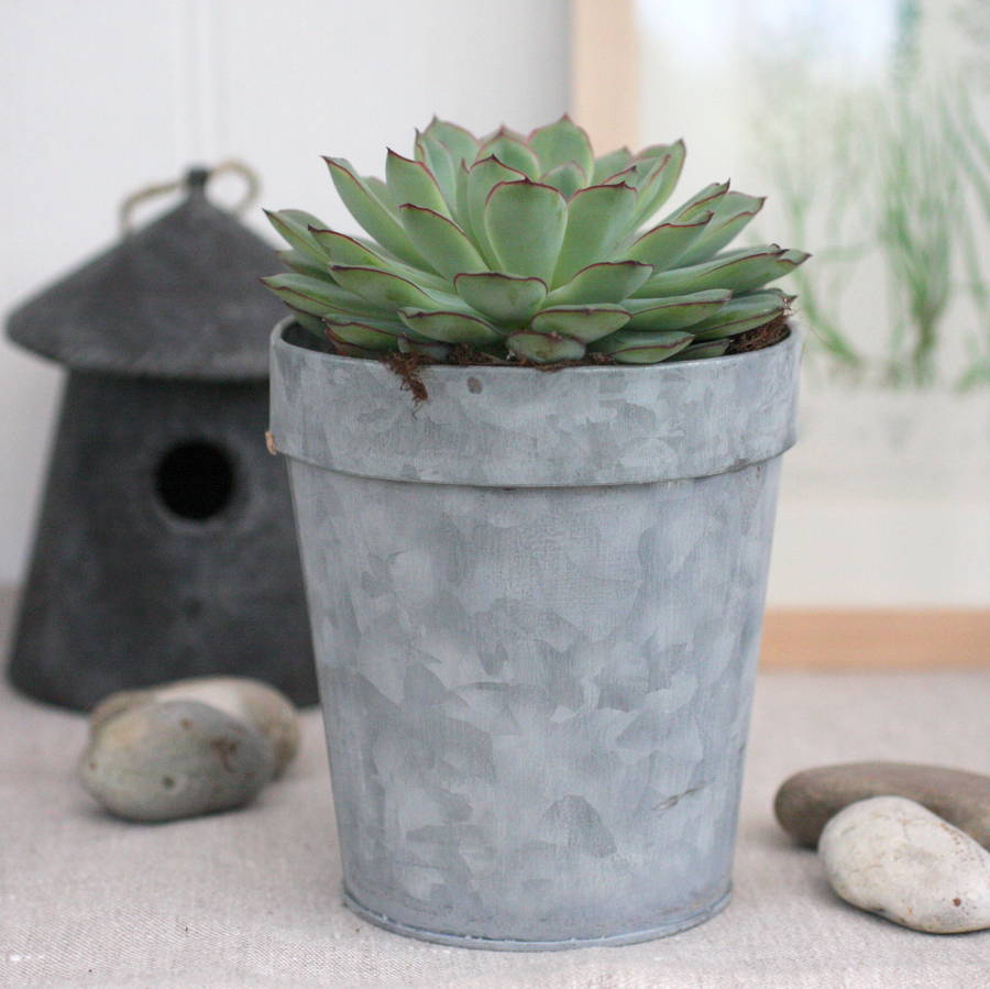medium zinc plant pot by magpie living