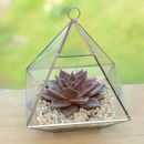 Geometric Glass Vase Succulent Terrarium By Dingading Terrariums