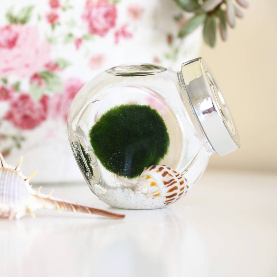 japanese marimo moss ball terrarium by dingading terrariums