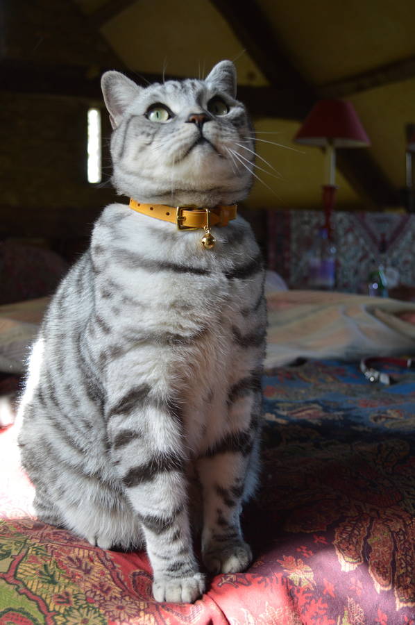 personalised leather cat collar with safety catch by cheshire & wain