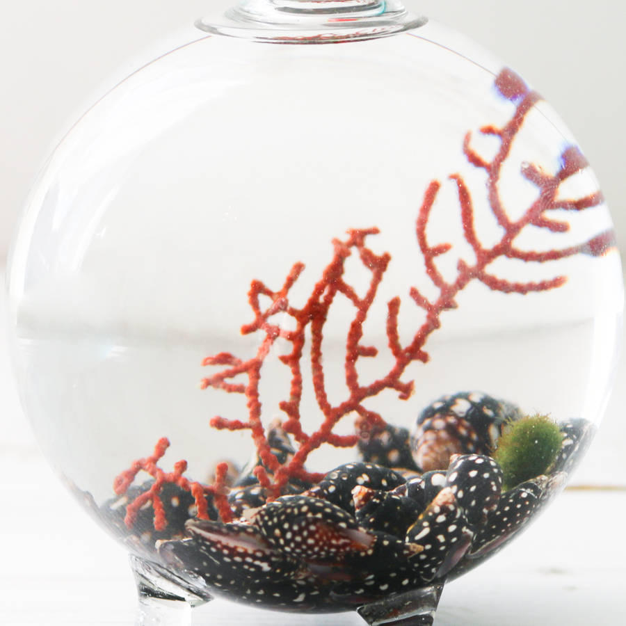 terrarium, sea fan and moss by bonnie and bell