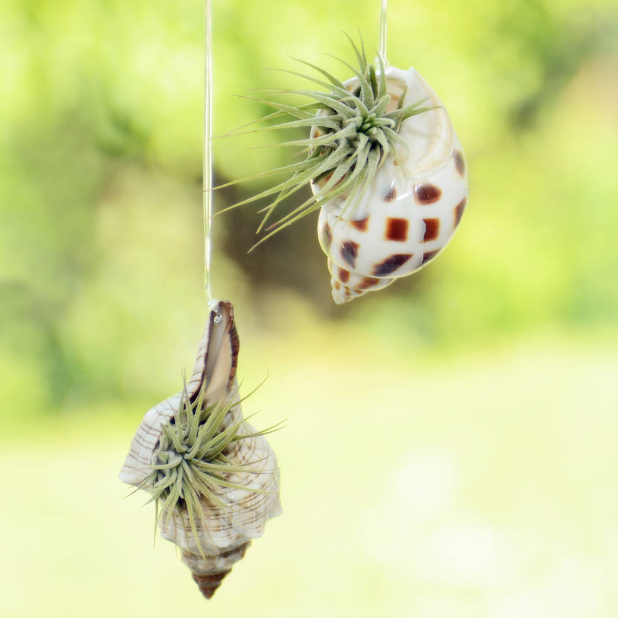 hanging seashell with air plant by dingading terrariums