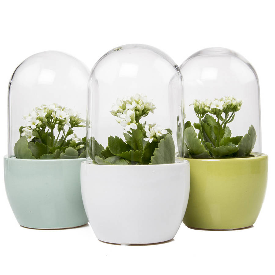 pill dome terrarium pot by beecycle