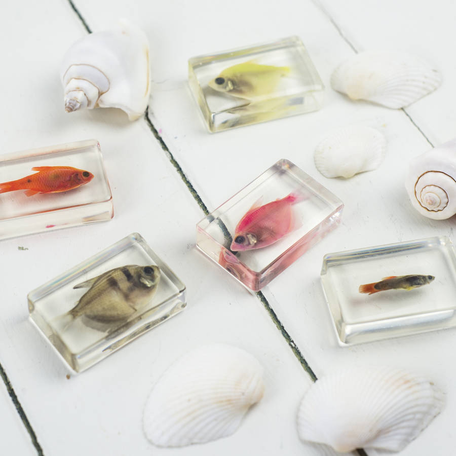 fish in resin, set of five by bonnie and bell