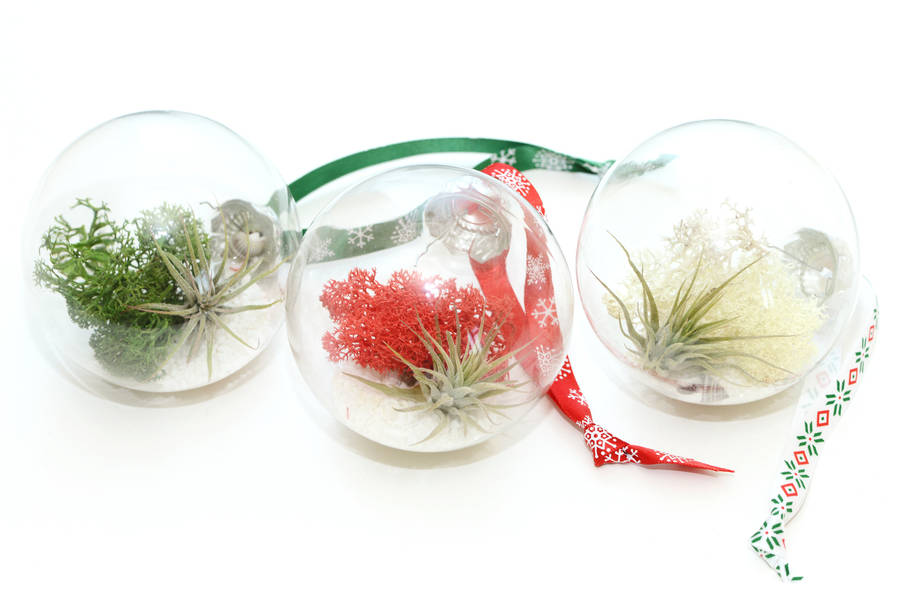 air plant terrarium glass christmas bauble by dingading terrariums