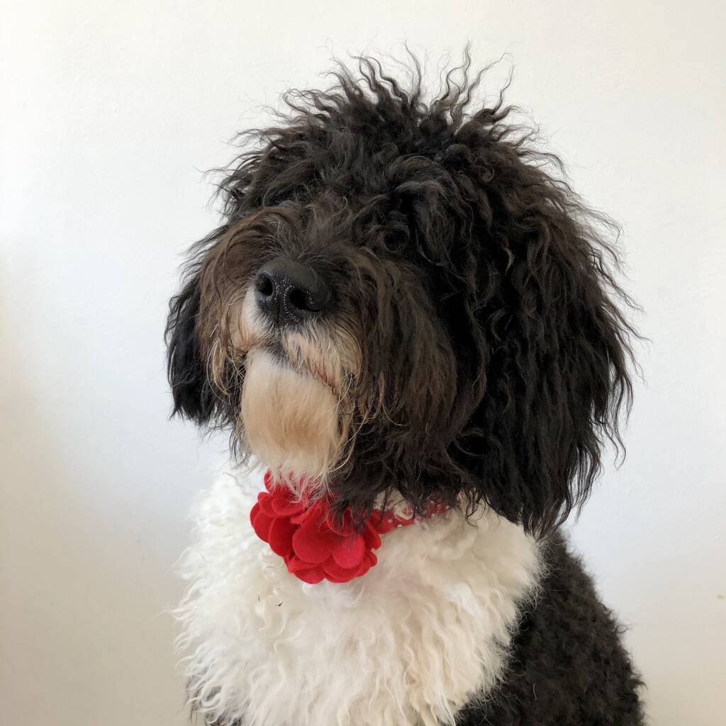 Pink, Red Or Yellow Dog Collar Flower By Charlie and Boo