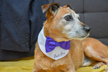 Personalised Dog Bow Tie Wedding Bandana, 8 of 12
