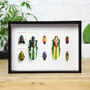 Myriad Iridescent Beetle Collection Box Frame Entomology Taxidermy Insects Bug Moth Interior Design Modern Home Decor Wall Hanging Ornament, thumbnail 1 of 5