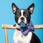 Sabini Purple Harris Tweed Dog Bow Tie, thumbnail 1 of 7