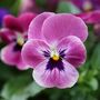 Flowering Plants Viola 'Antique Shades' X Six Pack, thumbnail 5 of 9