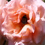 Climbing Rose 'Compassion' Bare Rooted Plant, thumbnail 4 of 4