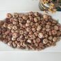 Dried Baby Pumpkin Autumn Potpourri Home Decoration Scented With Pumpkin Spice, thumbnail 7 of 10