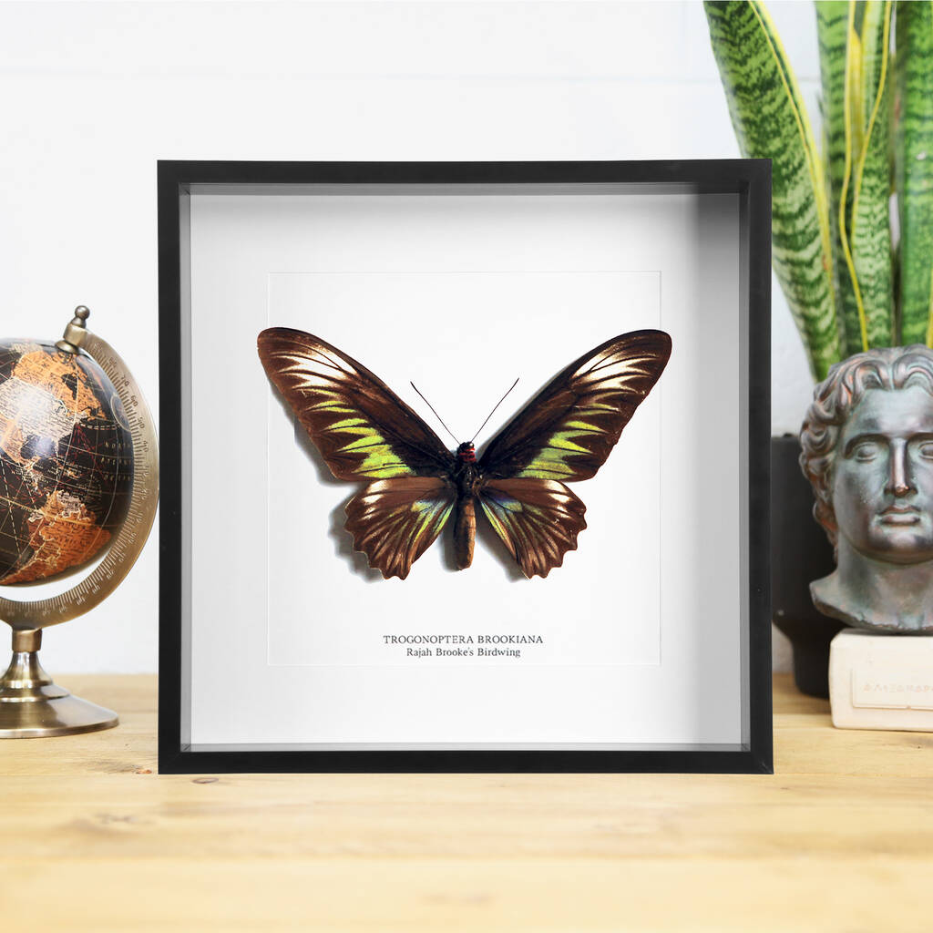 Rajah Brooke's Birdwing Butterfly Entomology Frame By Curated Studio