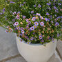 Noma Beige Footed Planter, thumbnail 4 of 6