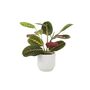 Maranta Leuconeura Prayer Plant – 12cm Tricolour Pot, thumbnail 2 of 7