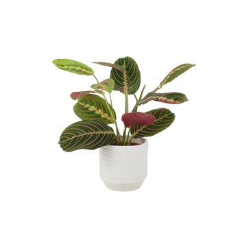 Maranta Leuconeura Prayer Plant – 12cm Tricolour Pot, 2 of 7